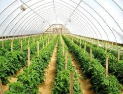 1.250 Hektar di Empat Kecamatan Disiapkan Bupati Kutim untuk Produksi Holtikultura