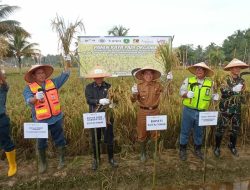 Bupati Kutim Menghimbau Pemerintah dan Pelaku Usaha Sekitar Pertanian Untuk Membeli Beras Lokal