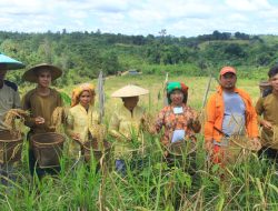 Inovasi Pertanian Bengalon: Desa Sekurau Atas Sukses Panen Padi Gunung Berkualitas Tinggi Berkat Pembinaan PT PIK